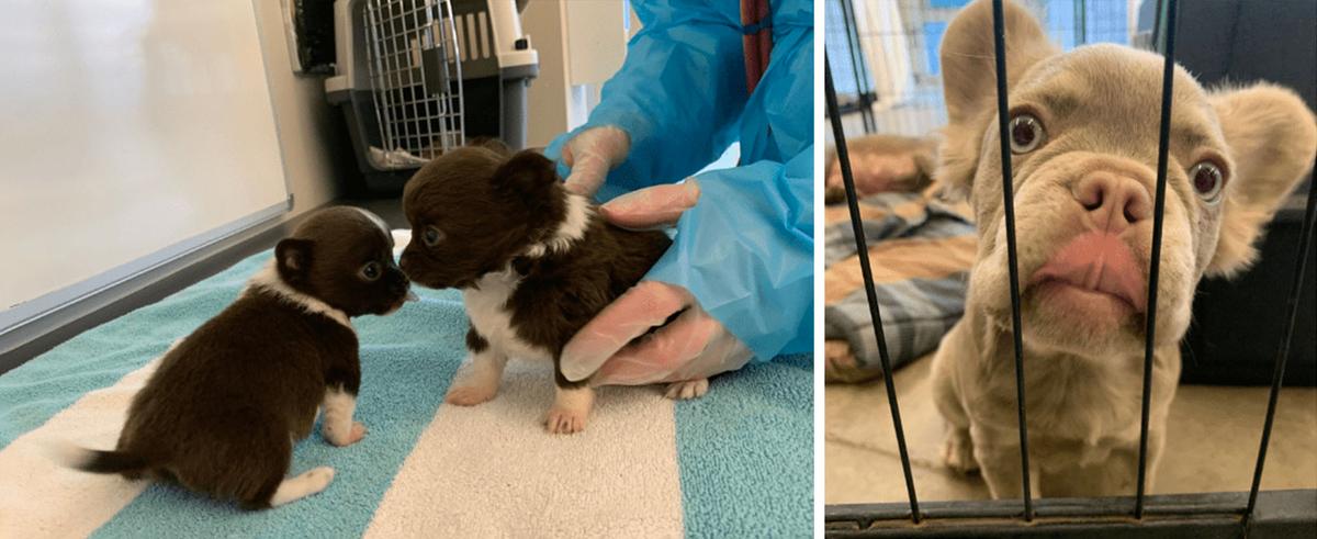 Puppies receive care at an SPCA shelter. (Courtesy of BC SPCA)