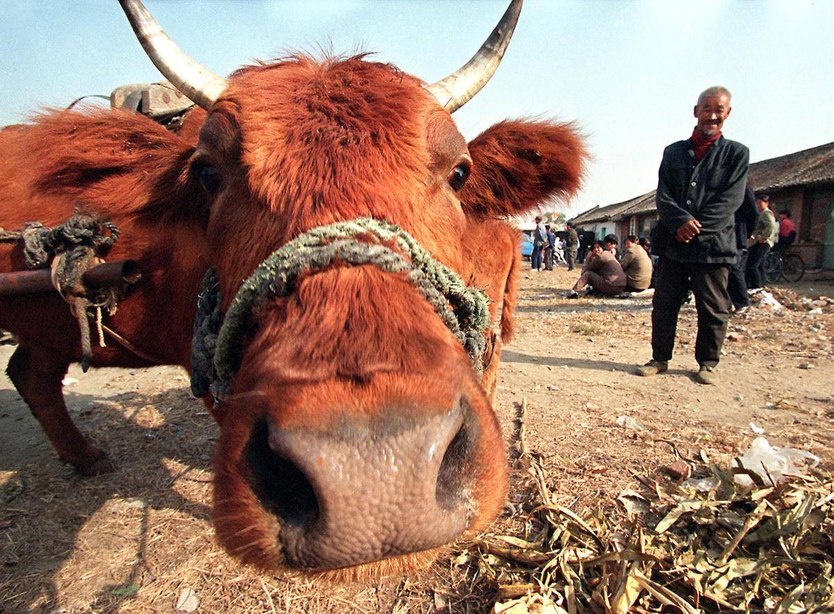 Chinese Half-Marathon Offers Cow, Fish, and Poultry Prizes to Attract Runners
