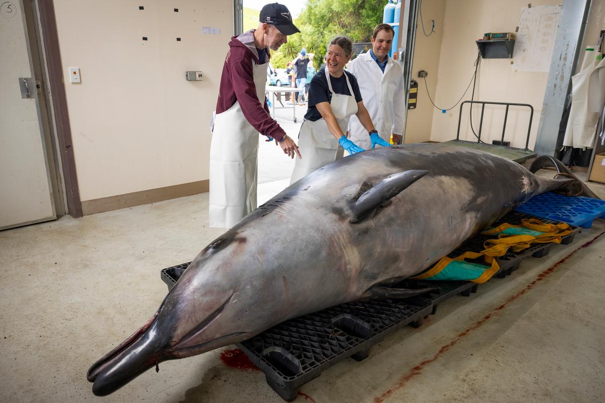 This Whale Species Is so Rare It’s Never Been Seen Alive, Dissection May Decode Its Mysteries