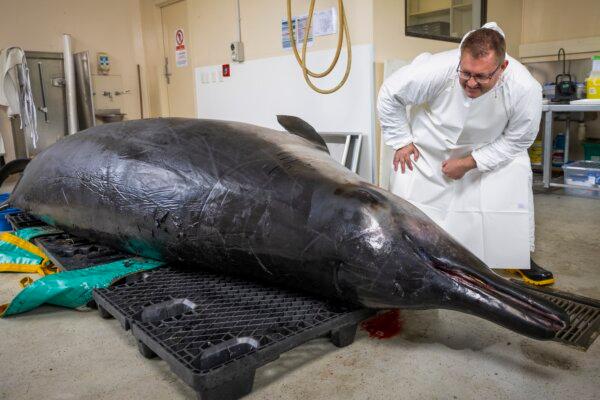 Beaked whale expert Anton van Helden inspects a male spade-toothed whale ahead of a dissection at Invermay Agricultural Centre, Mosgiel, near Dunedin, New Zealand, on Dec. 2, 2024 (Derek Morrison/AP Photo)