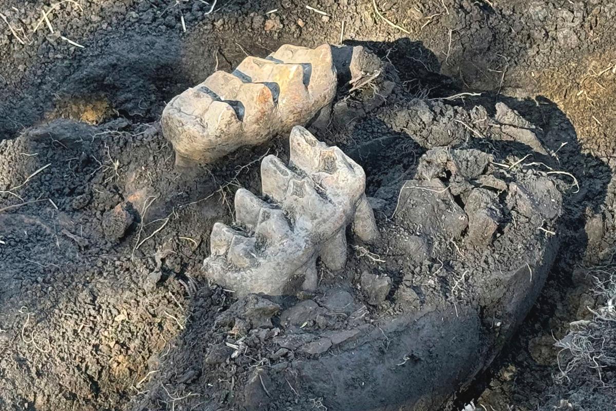 New York Man Finds Mastodon Jaw While Gardening in His Backyard
