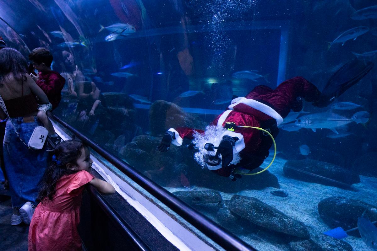 Santa Claus Joins Sharks for Holiday Swim at Rio de Janeiro Aquarium