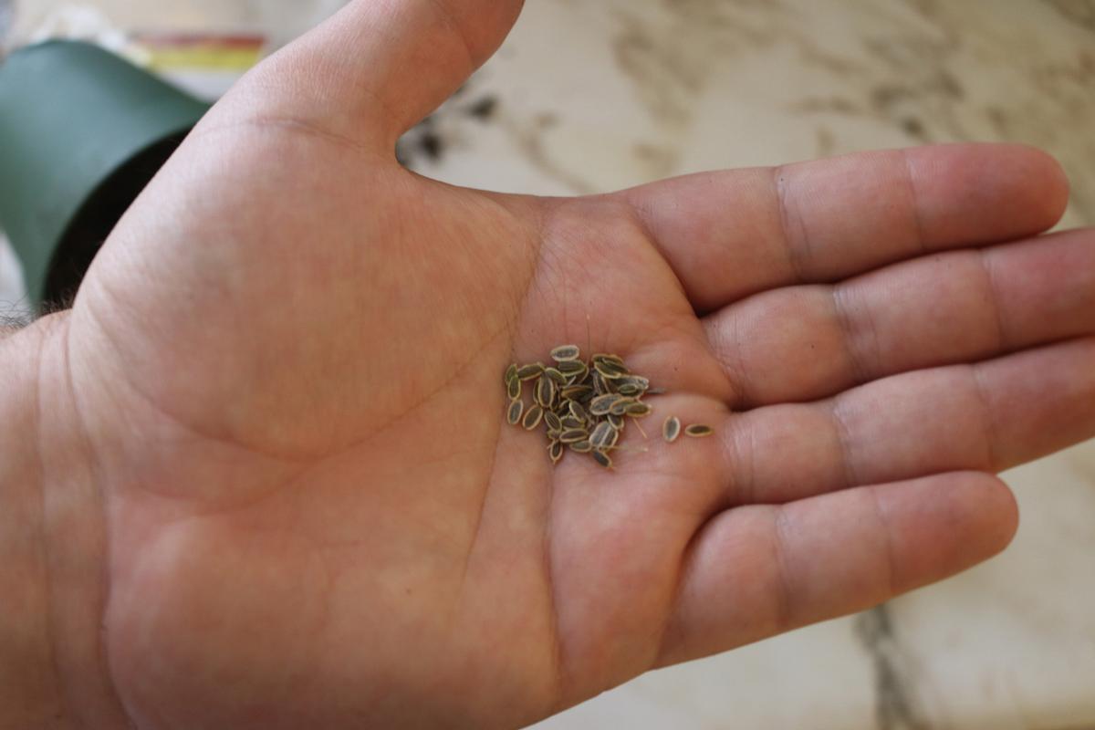 Start Seeds Outdoors With Winter Sowing