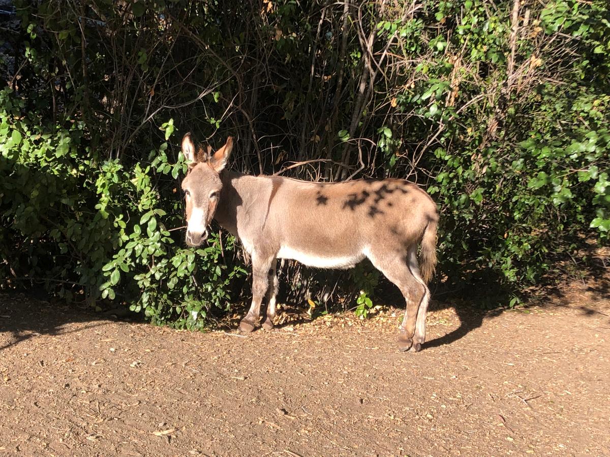 Miniature Donkey That Inspired ‘Donkey’ in Shrek Movies Dies at Age 30