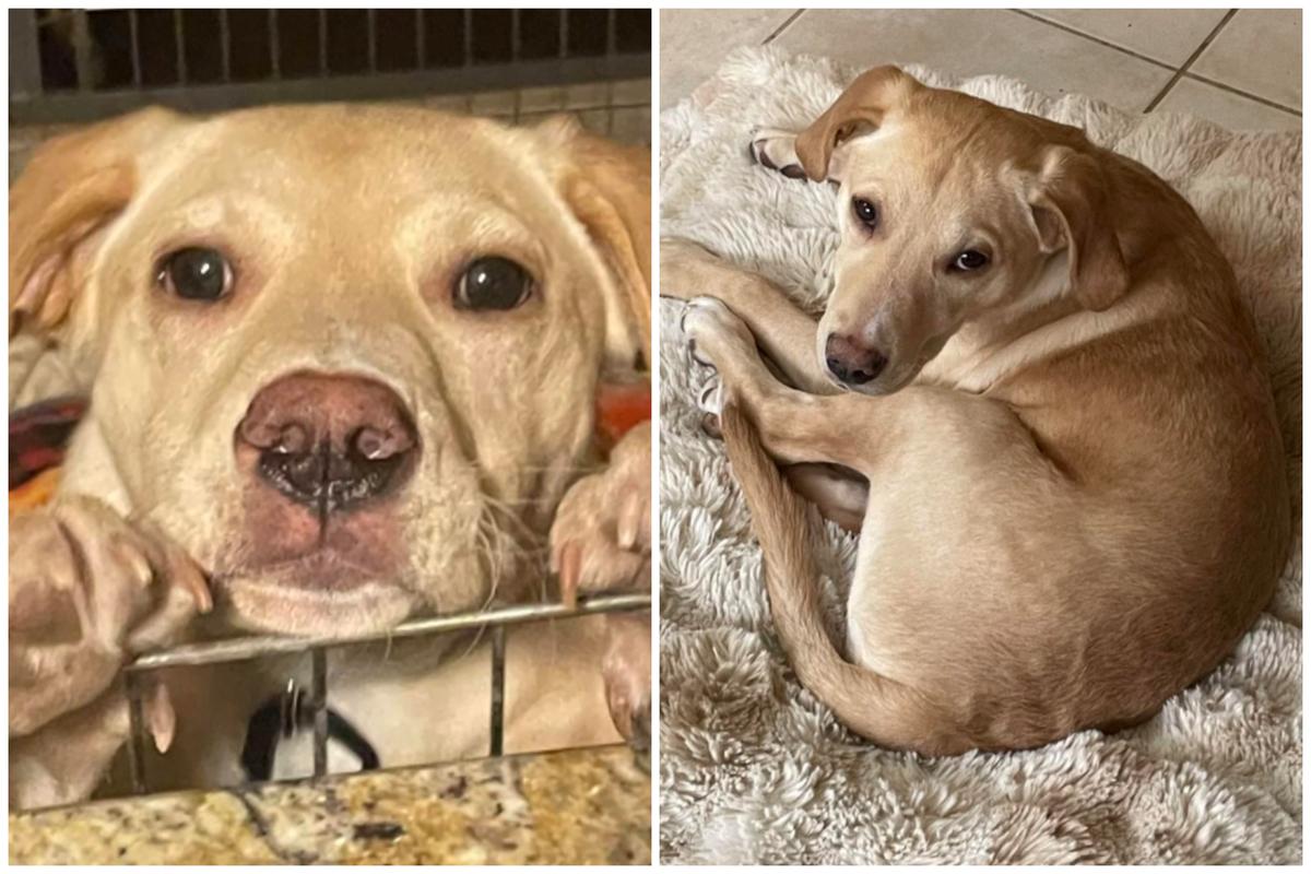 2 Dogs Get New Homes After Surviving Plane Crash That Killed Rescue Flight Pilot