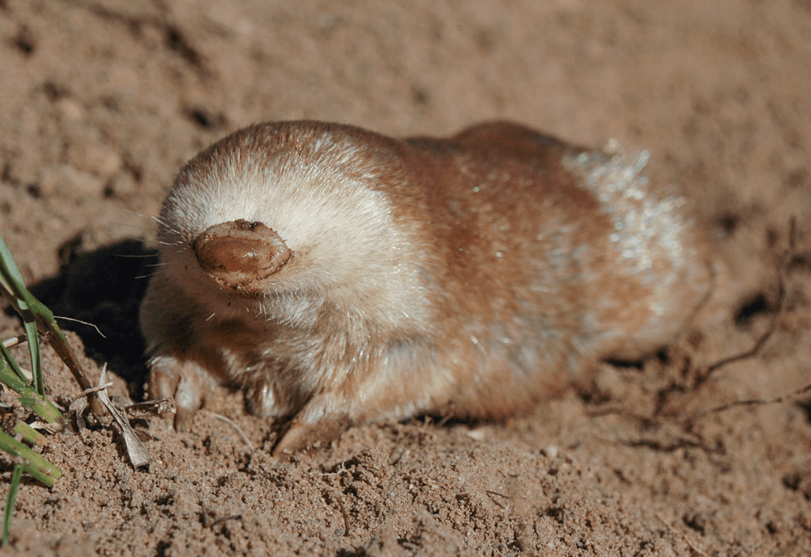 The rare and endangered Juliana's golden mole is native to only three areas in South Africa. (<a href="https://commons.wikimedia.org/w/index.php?title=User:Anglo-Araneophilus&action=edit&redlink=1">Craig R. Jackson</a>/<a href="https://creativecommons.org/licenses/by/4.0/deed.en">CC BY 4.0</a>)