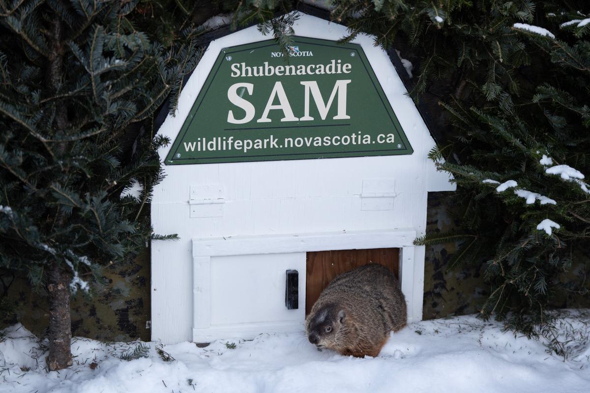 Groundhog Day 2025: Willie, Fred and Sam at Odds Over Spring’s Arrival