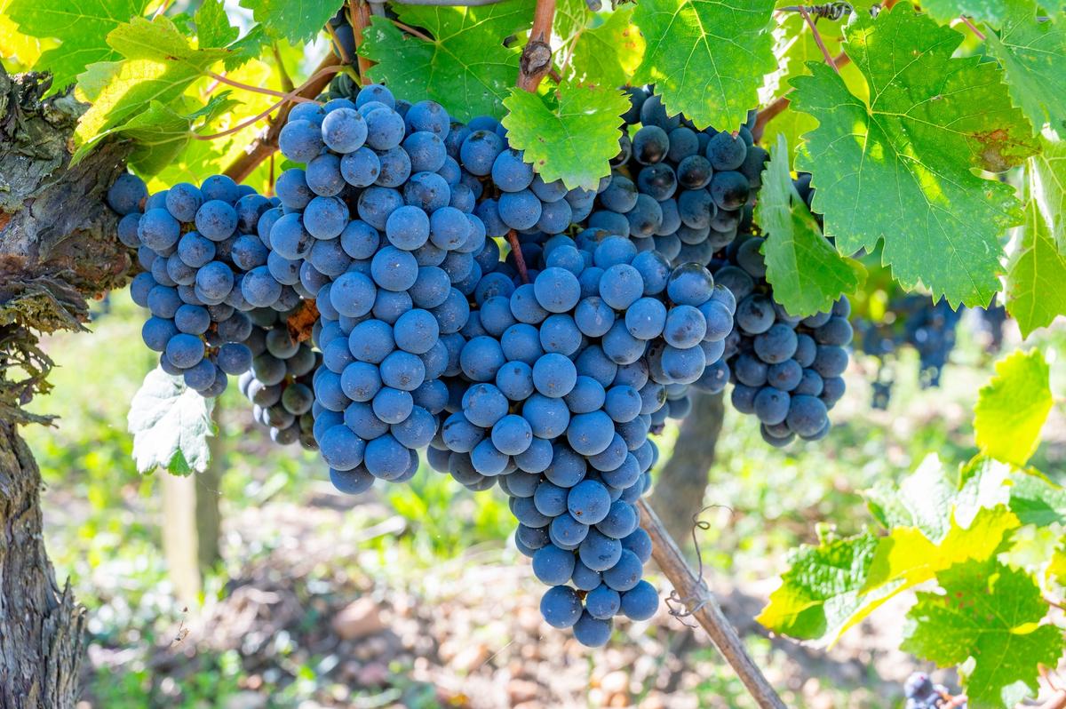 Cabernet