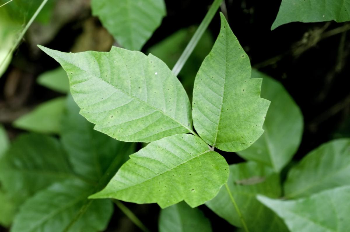 Pets Transfer Poison Ivy Oil to People