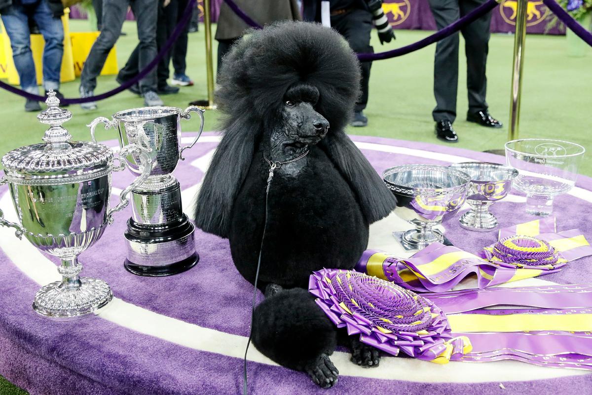 Dog Show 101: What’s What at Westminster Kennel Club