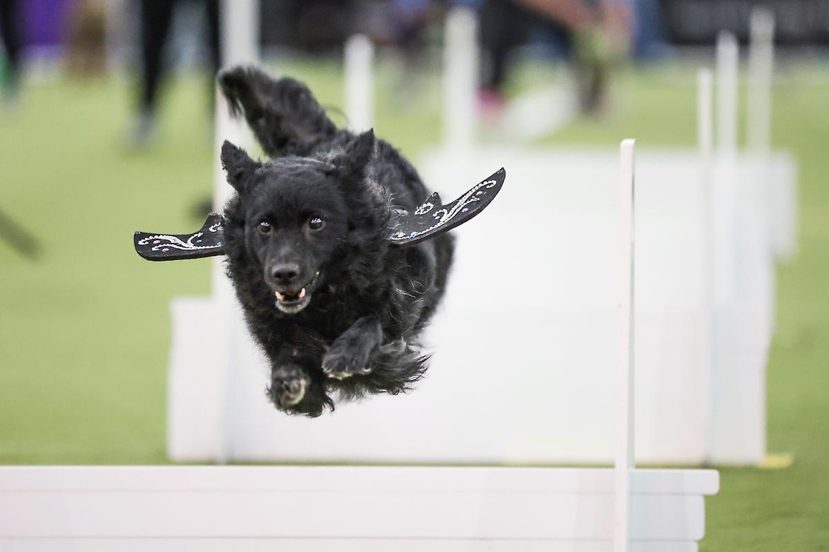 Call It Dog Bowl; Westminster Show’s Canine Athletes Get Their Piece of Super Bowl Weekend