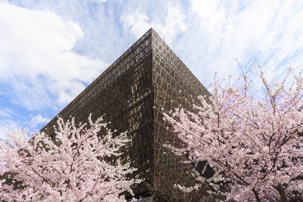 Delight in Washington’s Cherry Blossoms and Citywide Festival