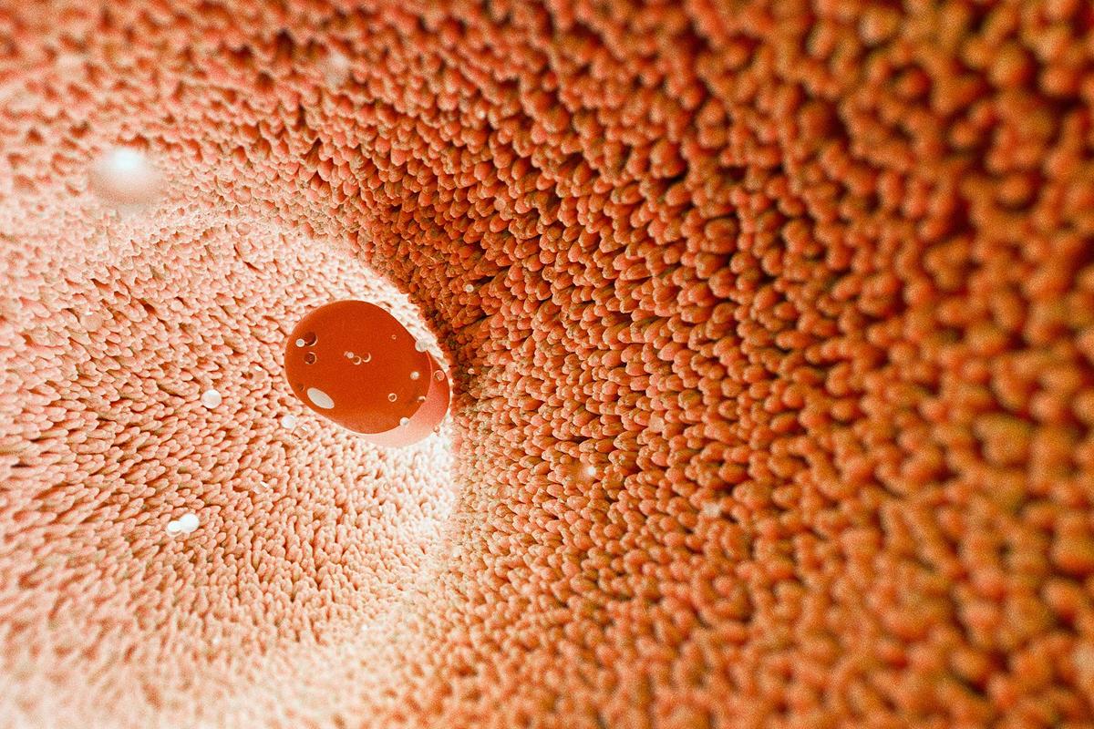 Study Reveals Gut Bacteria Could Be Rewriting Some Prescriptions