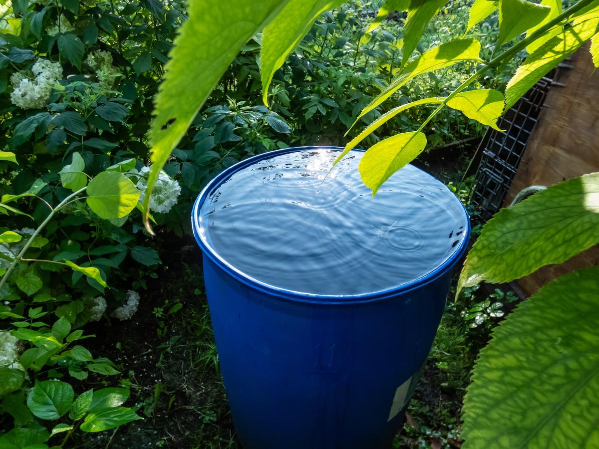 Harvesting Rainwater for Easy Collection, Storage, and Use