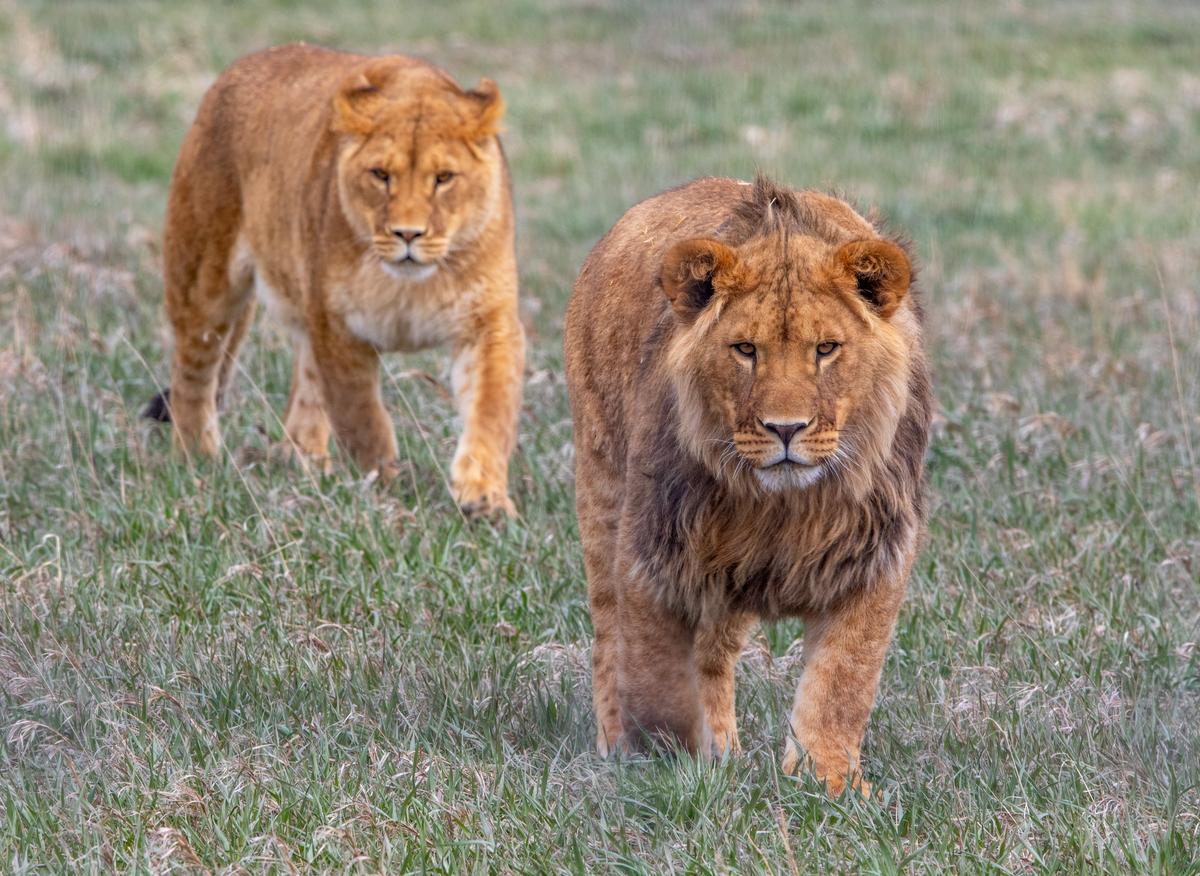 Colorado Sanctuary Rescues Neglected Zoo Animals and Lets Them Roam Free