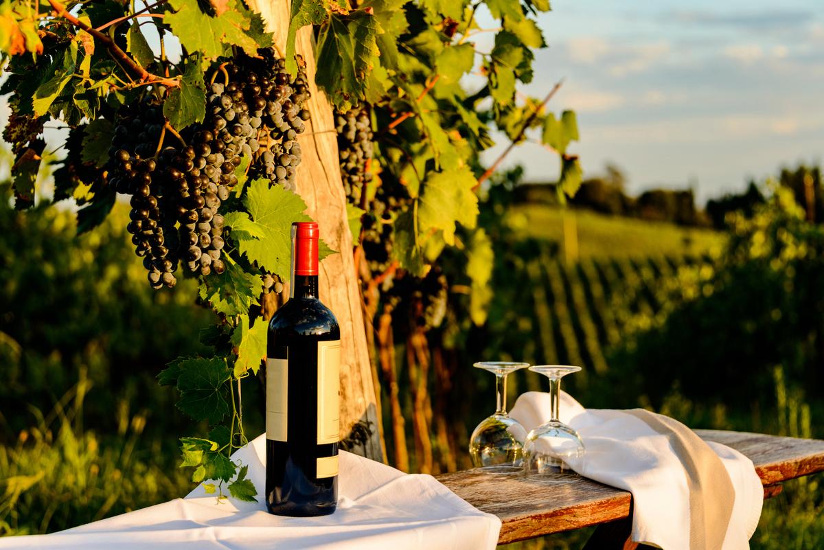 Wine Touring