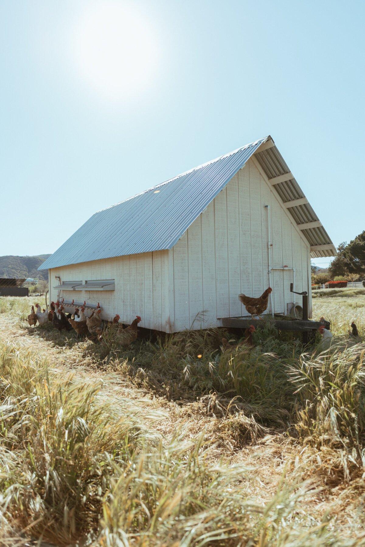 Chickens on the Primal Pastures farm. (Dylan Brown)