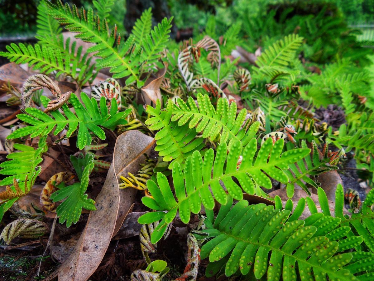 Resurrection Plants