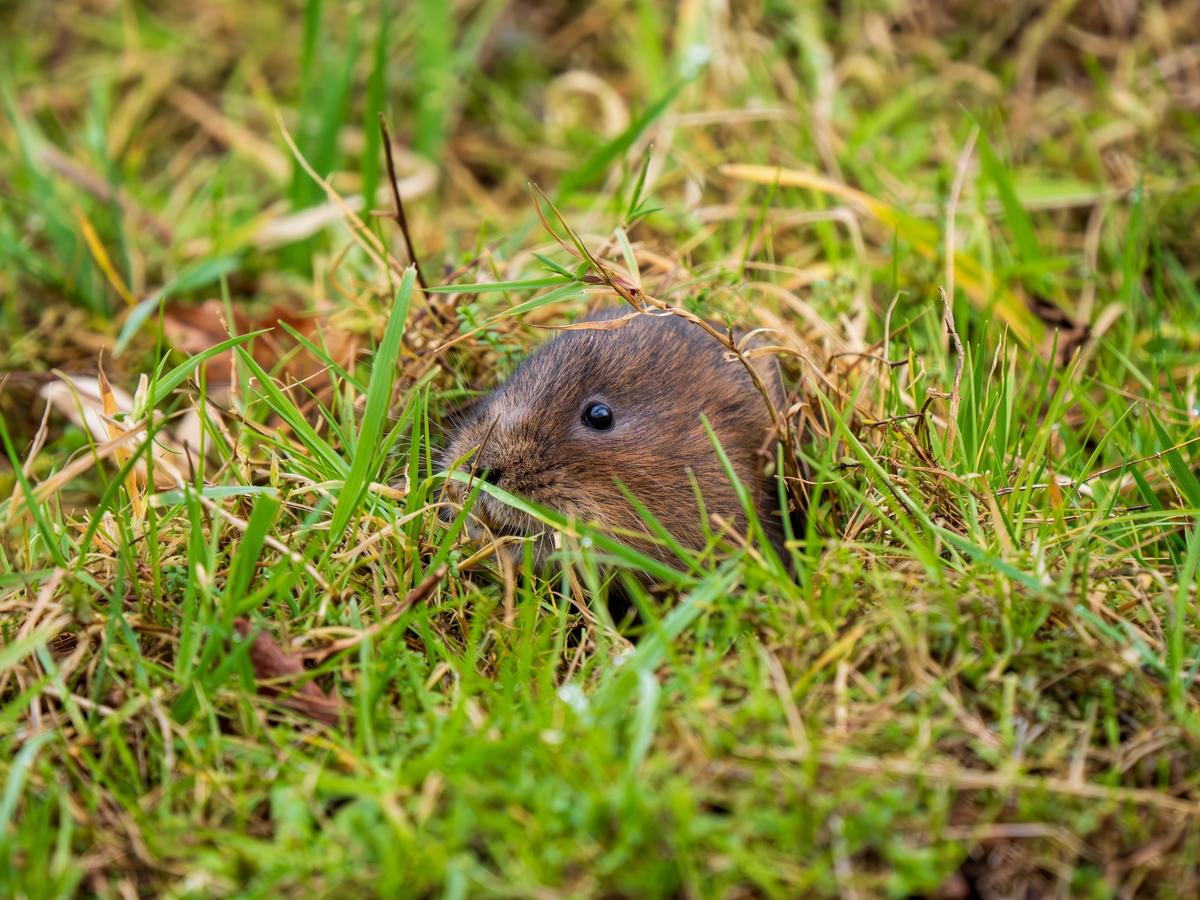 Voles and Linden Trees