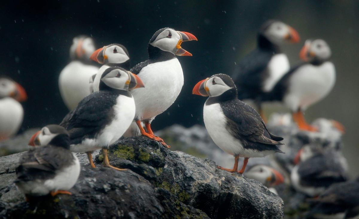 Charities Call for Wind Farm to Be Blocked as Thousands of Bird Deaths Feared