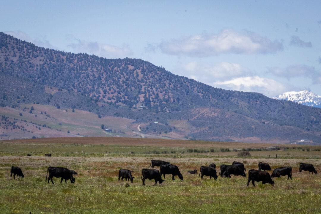 What California Lost at Point Reyes