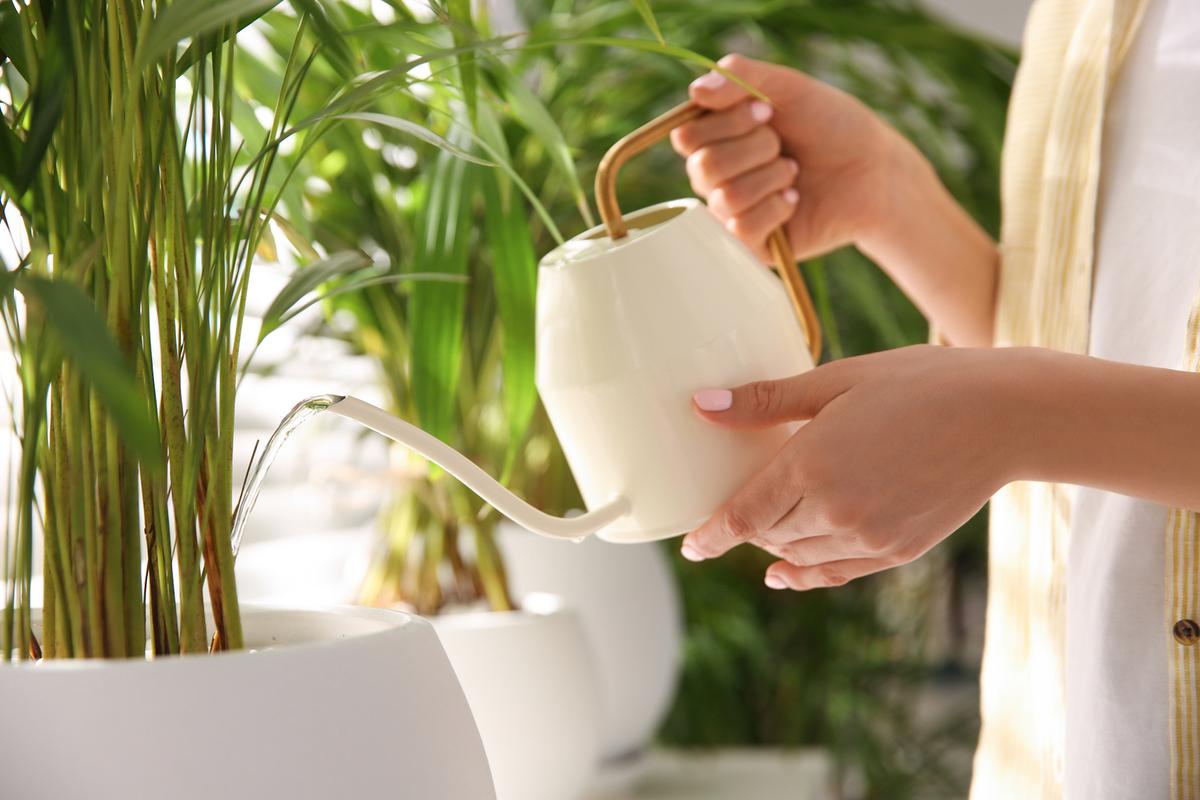 How Should I Care for Indoor Plants?
