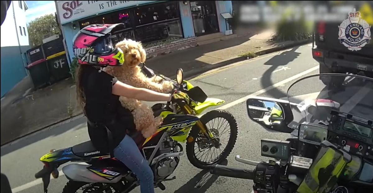 ‘I Got It From Temu’: Woman Fined for Riding Motorbike With Dog Strapped to Chest