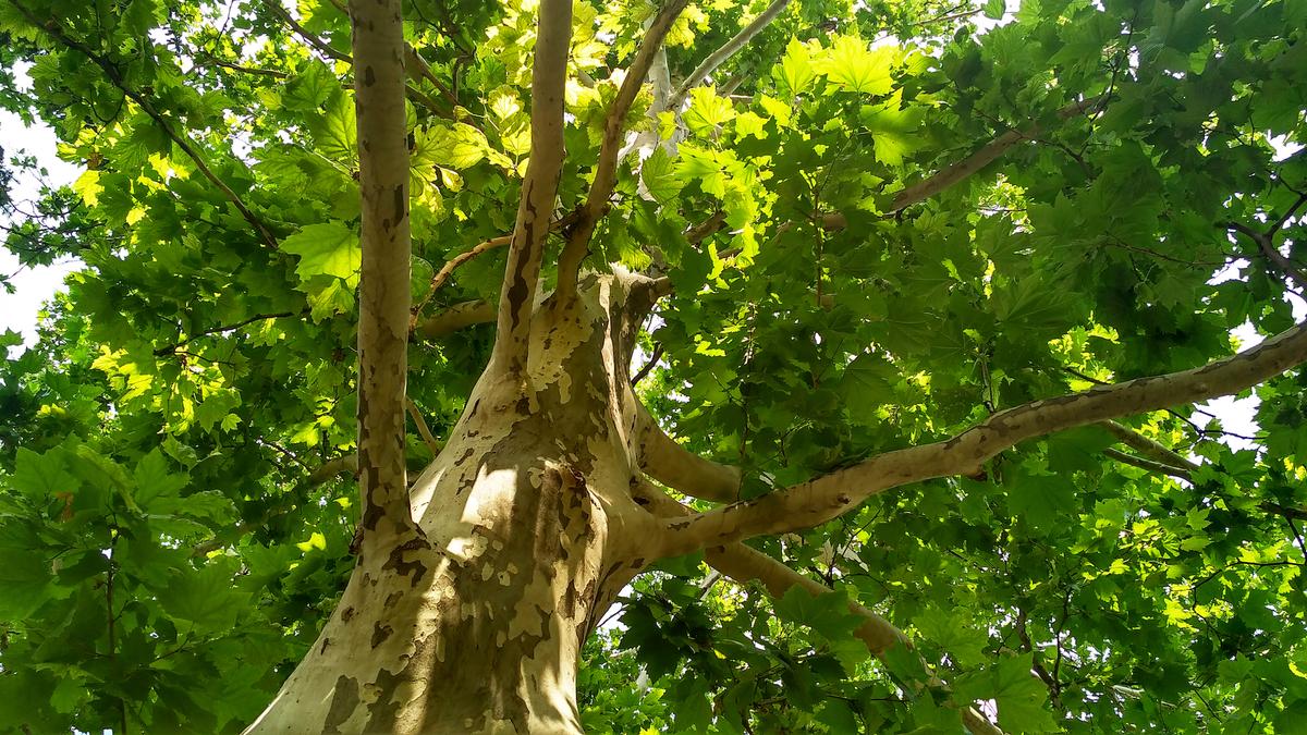 Sycamore and Pin Oak Tree Problems
