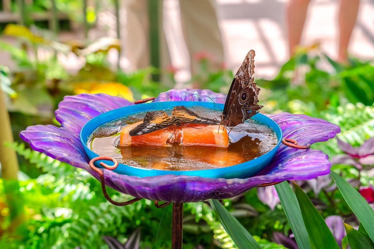 Butterflies need access to wet areas where they can find water and nutrients. (Jason Finn/Getty Images)