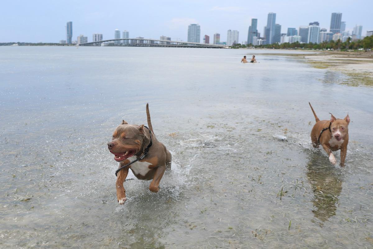 New Florida Laws Target Animal Cruelty With Harsher Jail Time and Fines