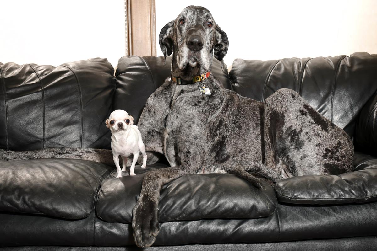 World’s Tallest and Smallest Dogs Meet up for Playdate