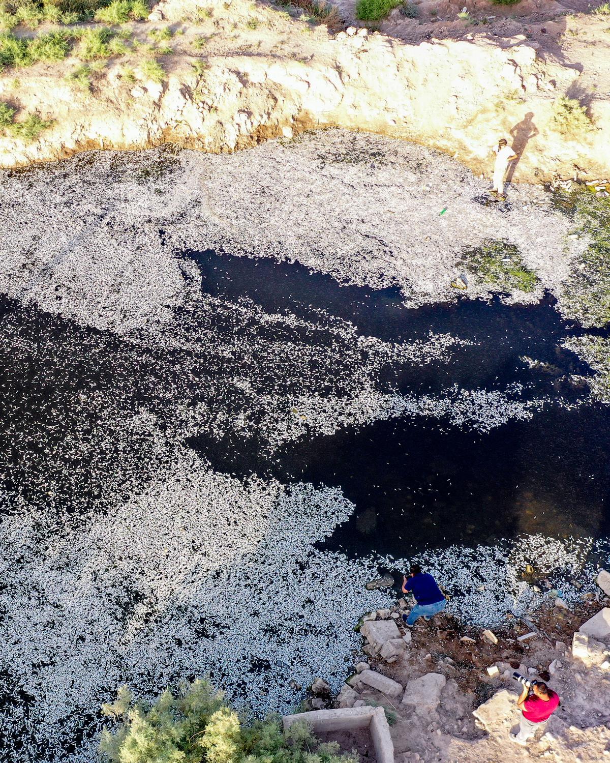 Day in Photos: Mass Fish Die-Off, Fire at Geriatric Ward, and Aurora Australis