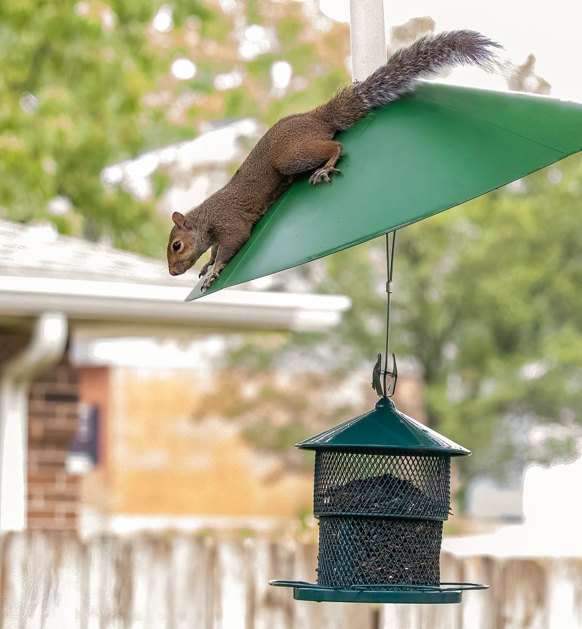 Baffles can help prevent squirrels from turning your bird feeder into a snack stop. (Nelson Hart/Getty Images)