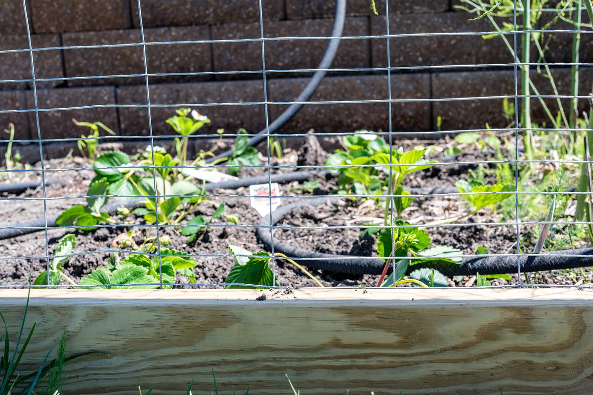 Mesh fencing, extended several inches to one foot below ground, prevents rodents from tunneling into the garden. (Lost_in_the_Midwest/Shutterstock)