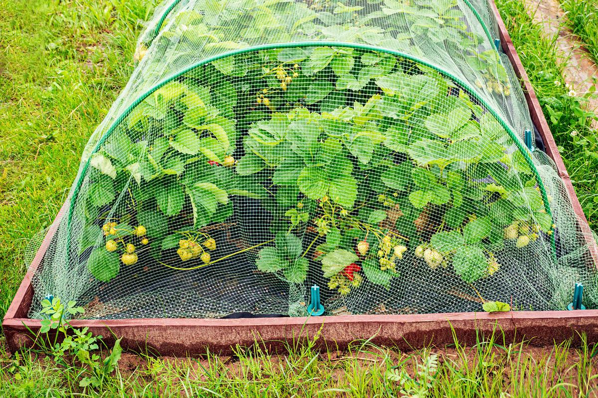 Bird netting shields fruit and tender seedlings from winged intruders. (Medvedeva Oxana/Shutterstock)