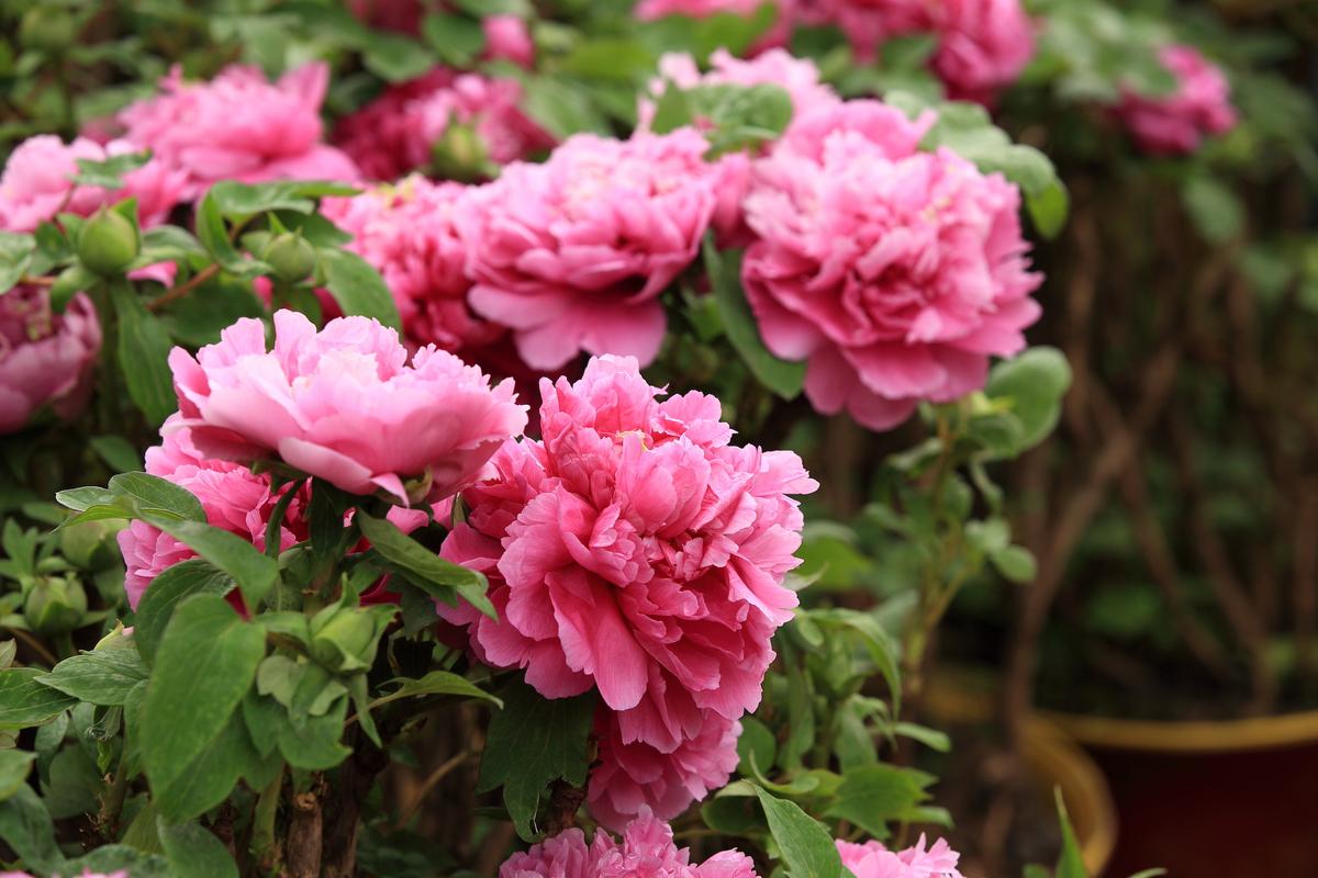 Floppy Perennials, Holey Vegetables, and Wet Soil Gardening