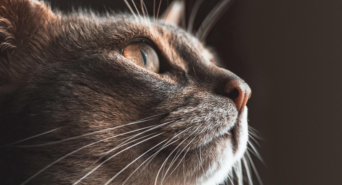 Cats See Well in Dim Light