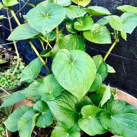 A kava plant. (Courtesy of Root of Happiness)