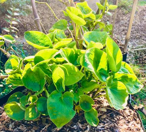 A kava plant. (Courtesy of Root of Happiness)