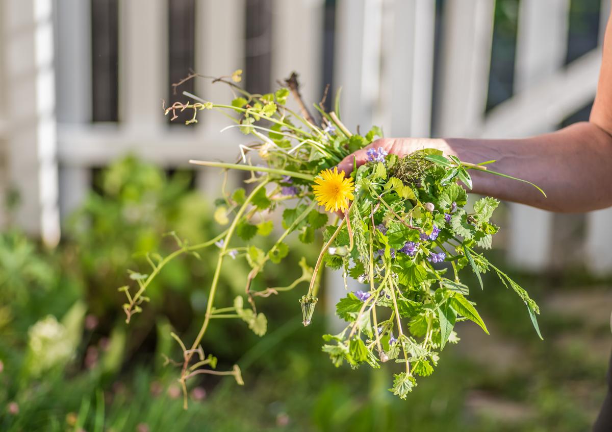 Lawn Weeds: Everyone Has Them