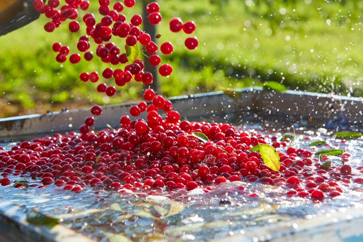 Most of the orchard’s cherries are processed and sold wholesale to bakeries, but some are sold frozen in smaller amounts—perfect for home pie makers. (Courtesy of Seaquist Orchards)