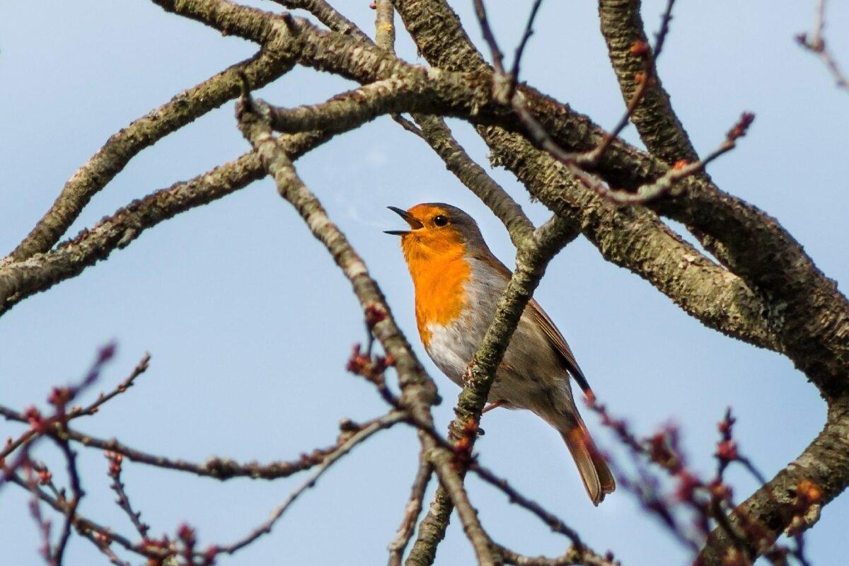 Passionate birdwatchers might want to consider visiting a part of the world where they can indulge in their favorite pastime. (Photo courtesy of Gorgio/Dreamstime)