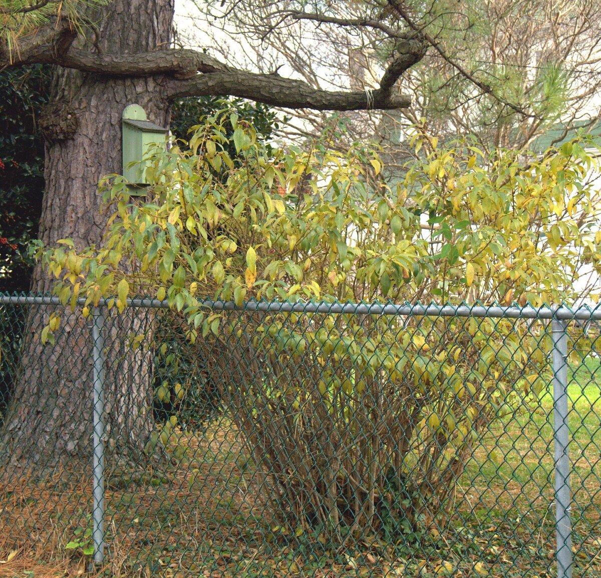 A coat of paint might be all your fence needs to spruce it up. (Gene Hamilton/TCA)
