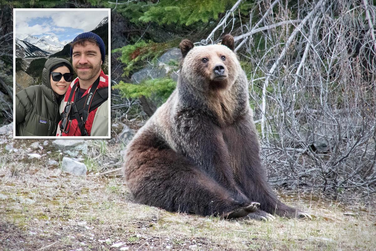 ‘The Bear Was Just Kind of Hanging Out’: Banff Man Captures Shots of Huge Grizzly Relaxing by Highway