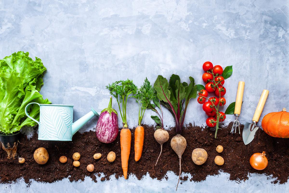 Get More From Your Summer Garden With Succession Planting