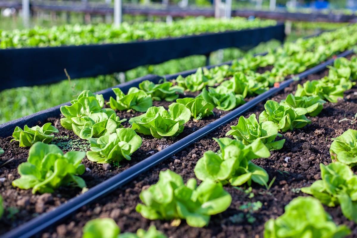 Repeated plantings allow gardeners to stagger their harvests and avoid surplus. (kheartmanee thongyot/Shutterstock)