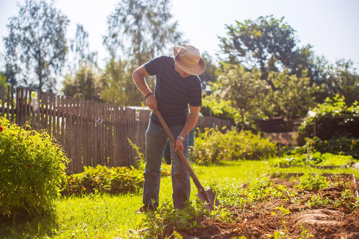 Summer is an ideal time to begin a second or even third crop. (Shaplov Evgeny/Shutterstock)