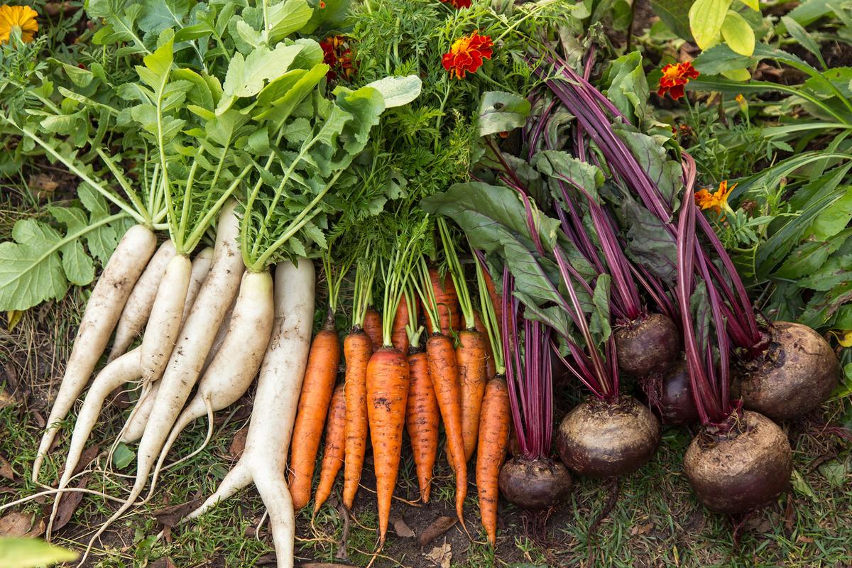 Fast-producing crops are well-suited for succession planting in the long season of summer. (Viktor Sergeevich/Shutterstock)