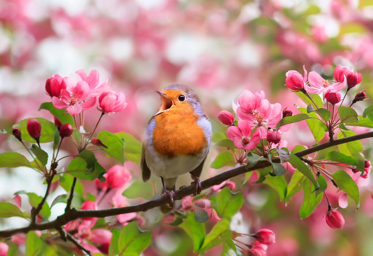 Feathered Friends: How to Attract Birds to the Garden