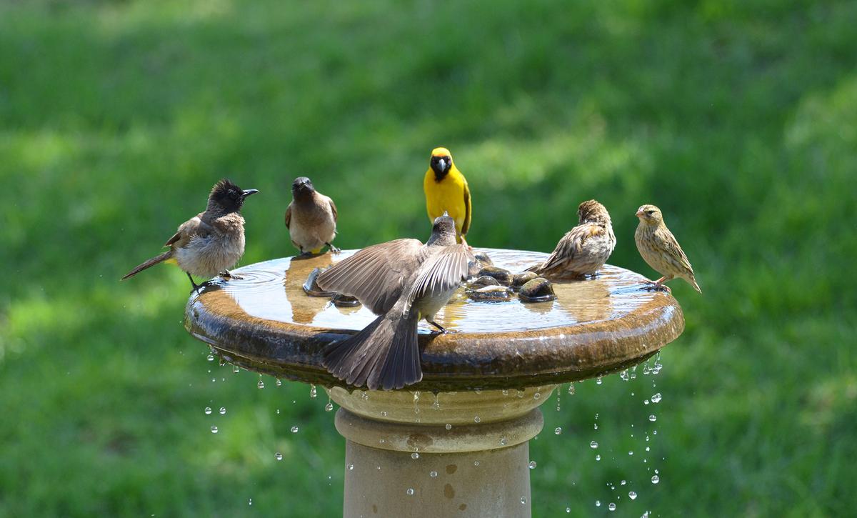 Daily maintenance, including fresh water and occasional cleaning, keeps birdbaths safe and attractive to avian visitors. (Evelyn Joubert/Shutterstock)